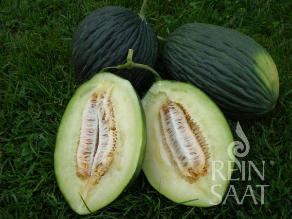 Melon VERT OLIVE d'HIVER